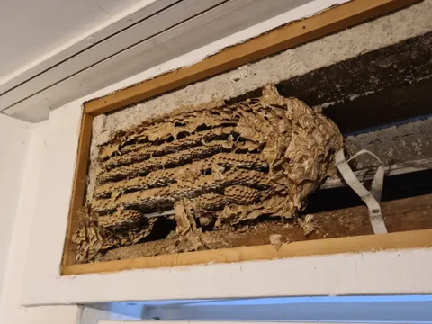 Unbemerkt gebaute Nester im Rollladenkasten sorgen regelmäßig für böse Überraschungen.